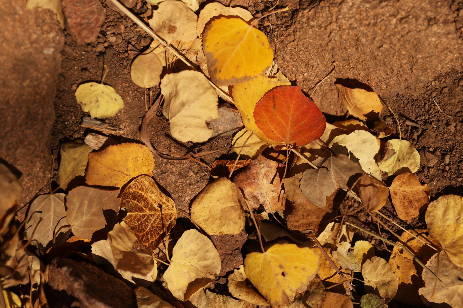 093020-news-aspens 12.JPG